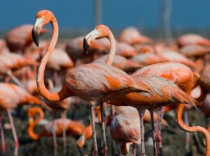 flamingo colony