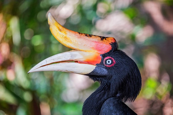 Rhinoceros Hornbill