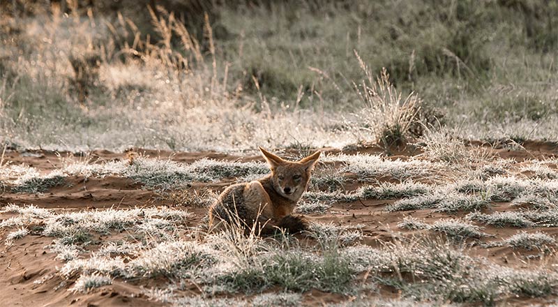 coyote in the wild