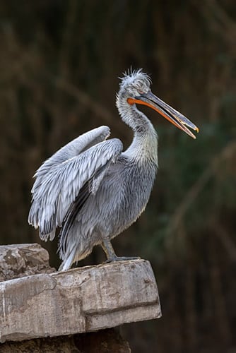 dalmatian pelican