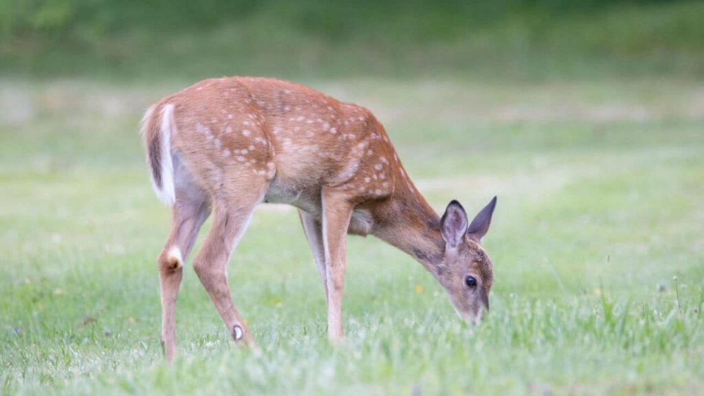 deer grazing