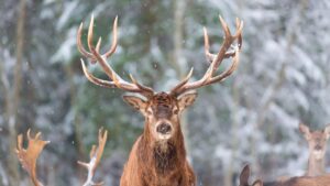 deer in winter