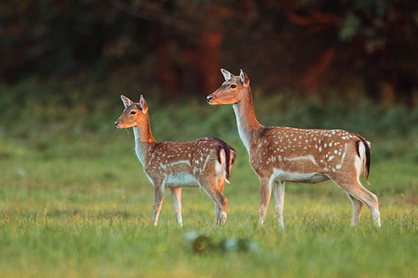 two deer in the sun