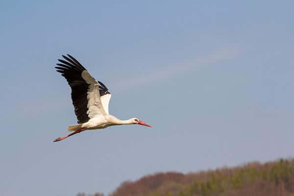 stork