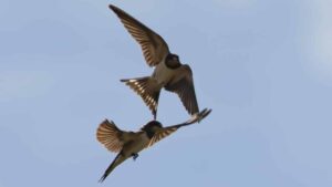 flying barn swallows