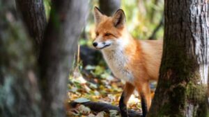 fox in forest