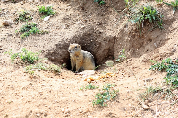 gopher in hole in yard