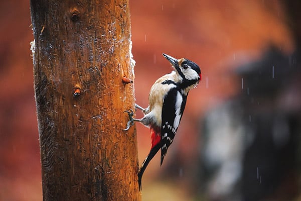 woodpecker