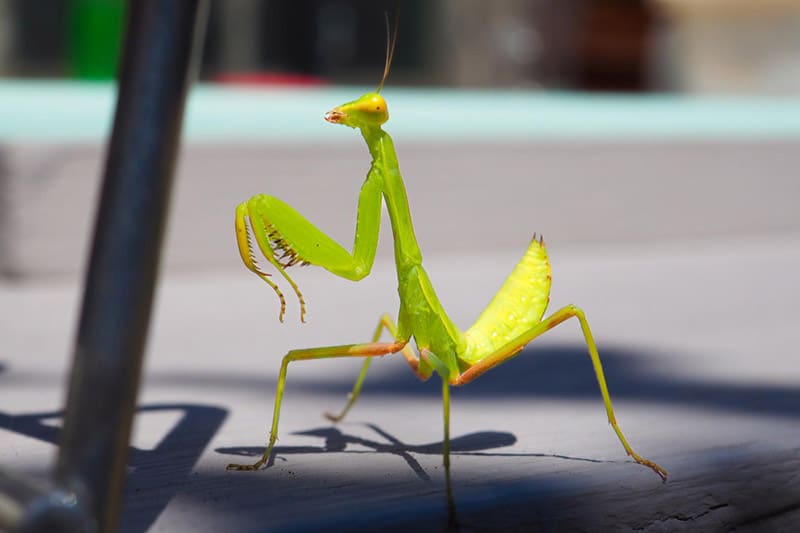 green praying mantis funny stance