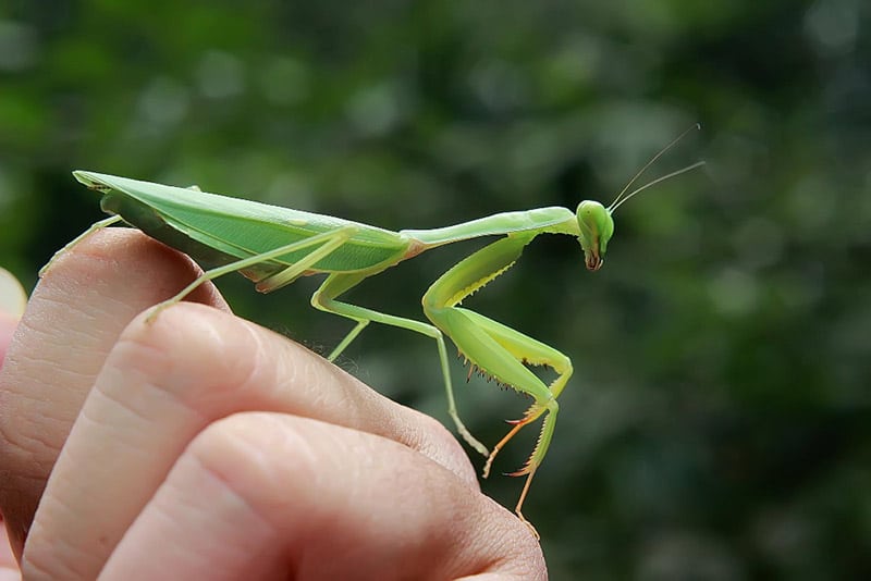 green praying mantis on hand