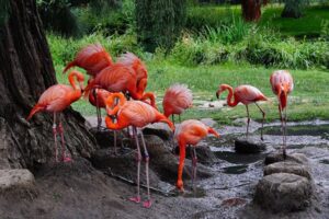 group of flamingos