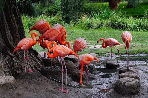 group of flamingos