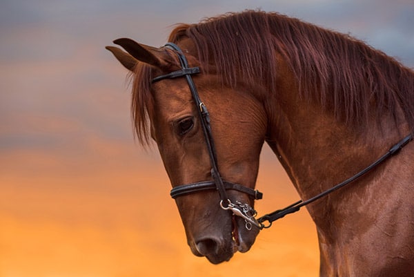 horse portrait sunset