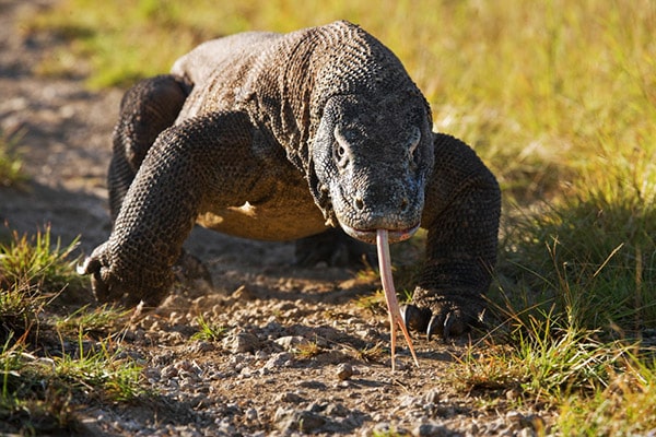 komodo dragon