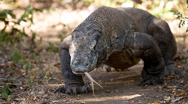 komodo dragon