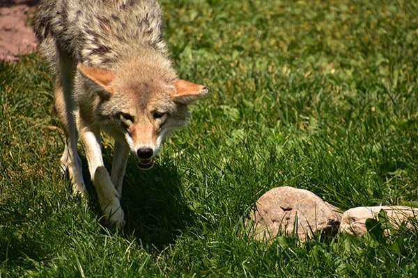 coyote in grass