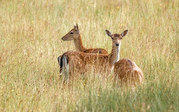 deer in field