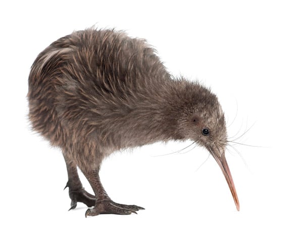 kiwi