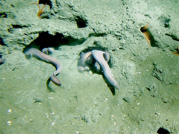 pacific hagfish