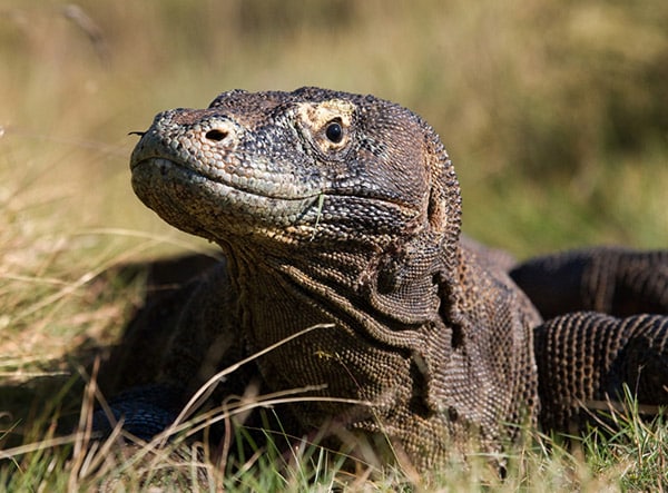 komodo dragon