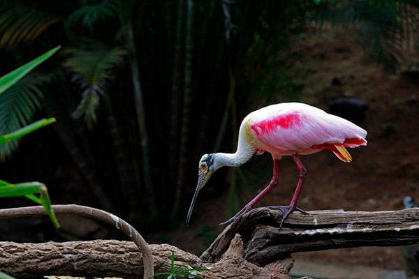 Roseate Spoonbill