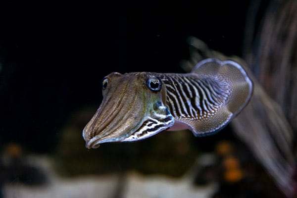 sea cuttlefish ecosystem oceanarium big aquarium