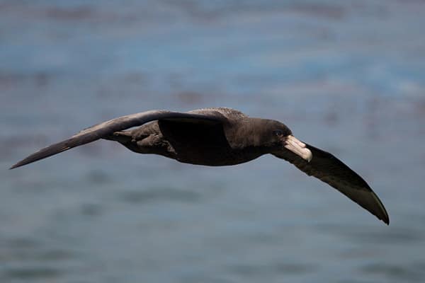 southern giant petrel