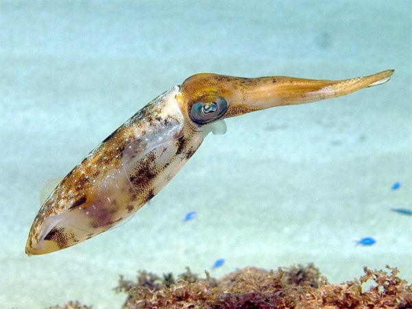 squid in Caribbean