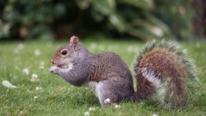 squirrel in grass