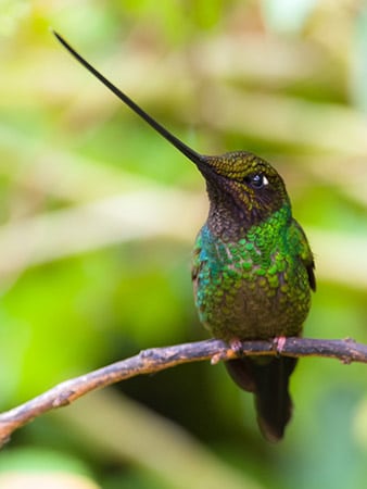 sword billed hummingbird