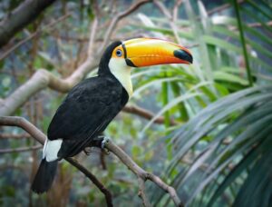 toucan