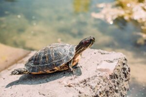 turtle on rock