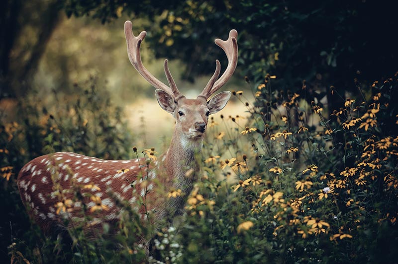 deer in flowers in forest