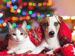 christmas dog and cat