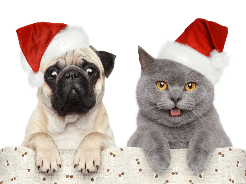 christmas dog and cat