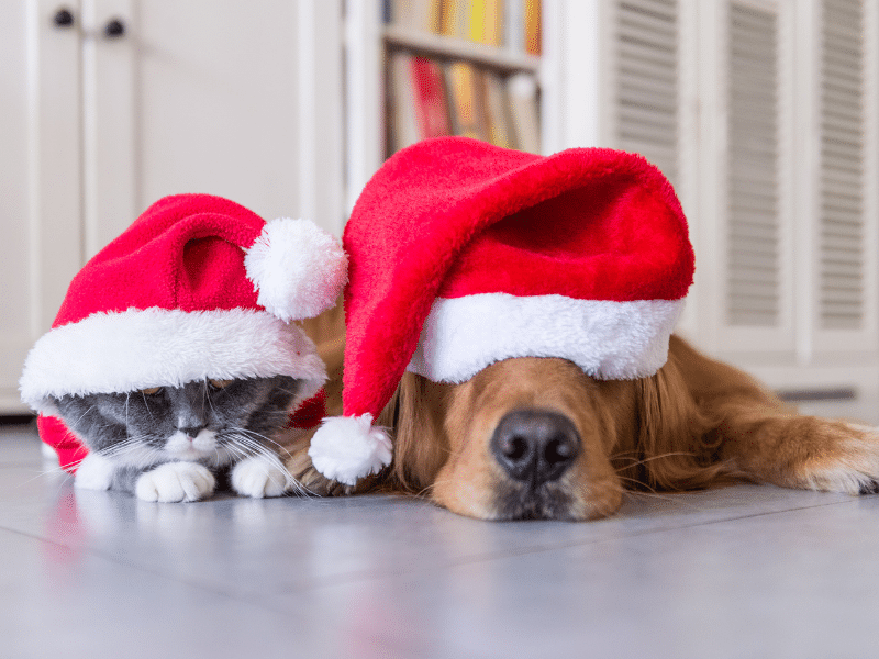 christmas dog and cat