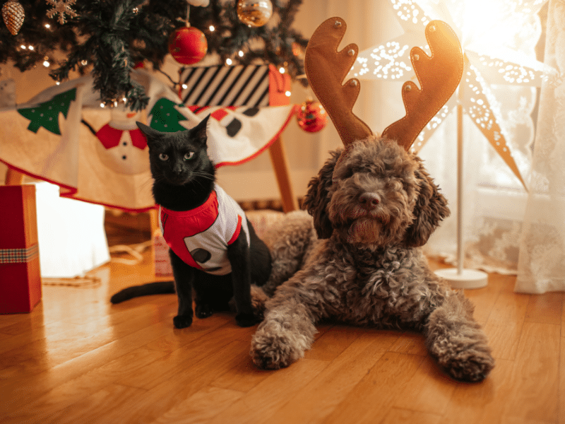 christmas dog and cat