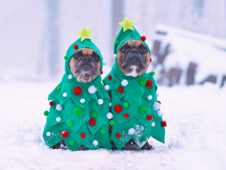401-christmas-nicknames-for-pets-funny-cool-unique-christmas-themed