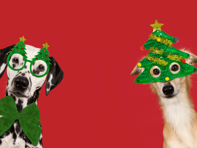 christmas dogs