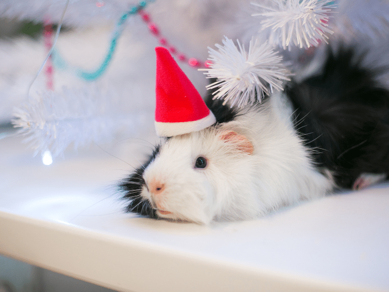 christmas guinea pig