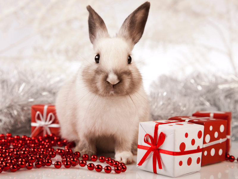 christmas rabbit